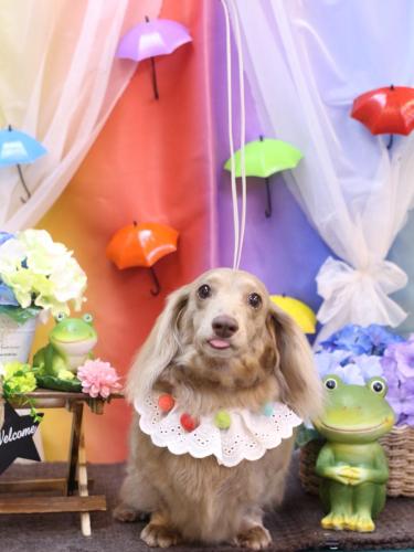 20230602ぺこちゃん